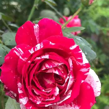 バラの小道の画像 by pipiさん | アプローチとバラの小道とおうち園芸と我家の花達と花のある暮らしと赤いバラ
