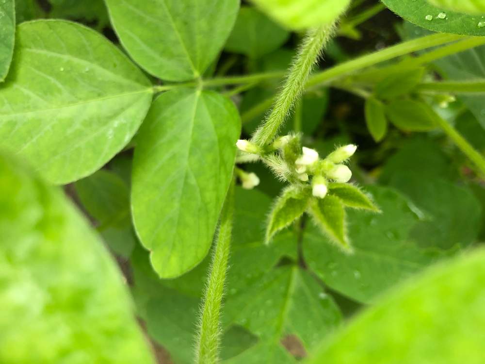 枝豆の投稿画像 By みさぎさん ベランダ菜園とおうち園芸とおうちde菜園 月7月18日 Greensnap グリーンスナップ