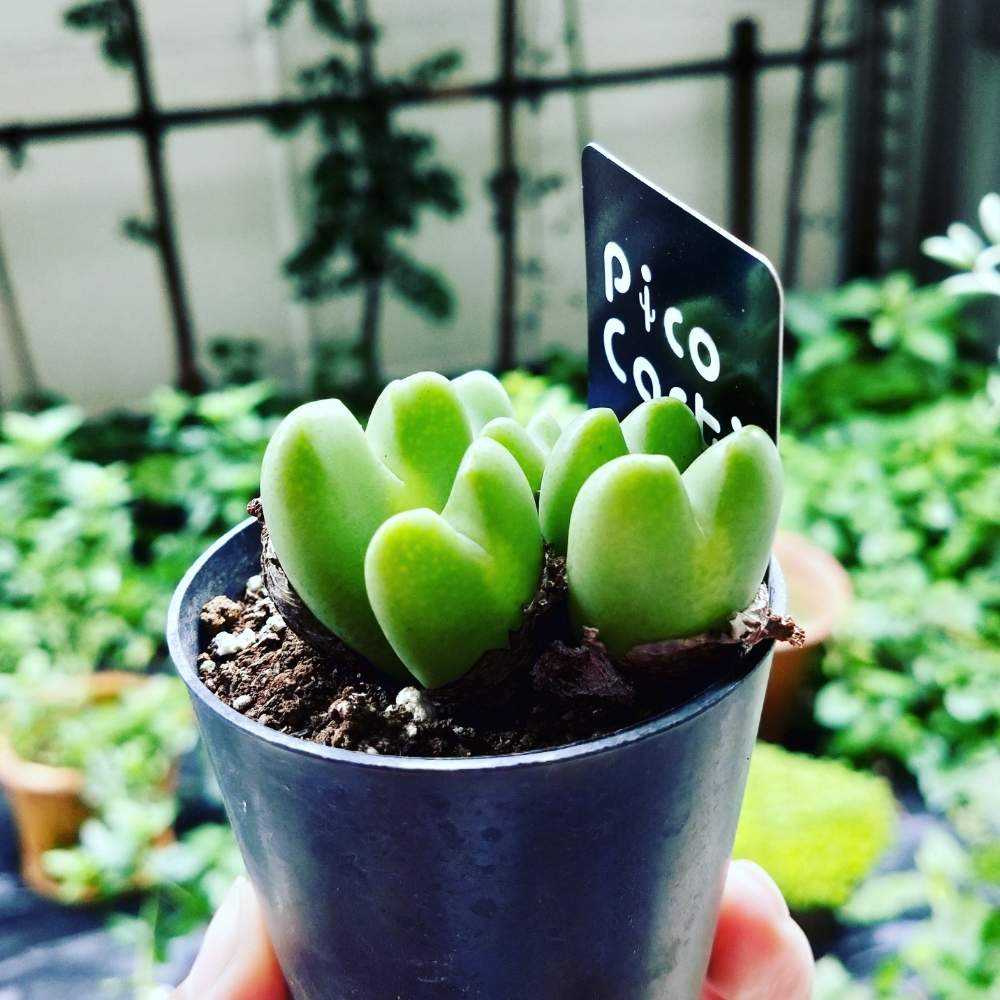 没】コノフィツムの成長記録｜🍀GreenSnap（グリーンスナップ）
