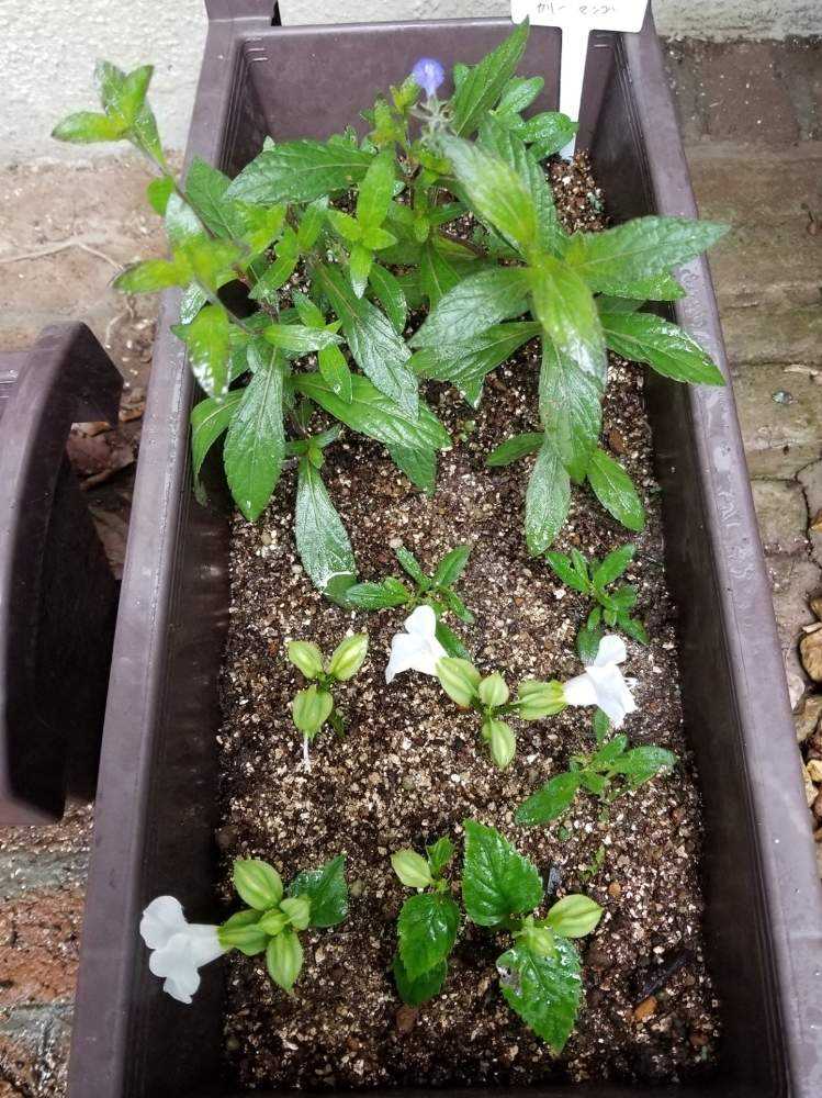 🌱挿し芽&挿し木🌱でふやそう🙋｜🍀GreenSnap（グリーンスナップ）