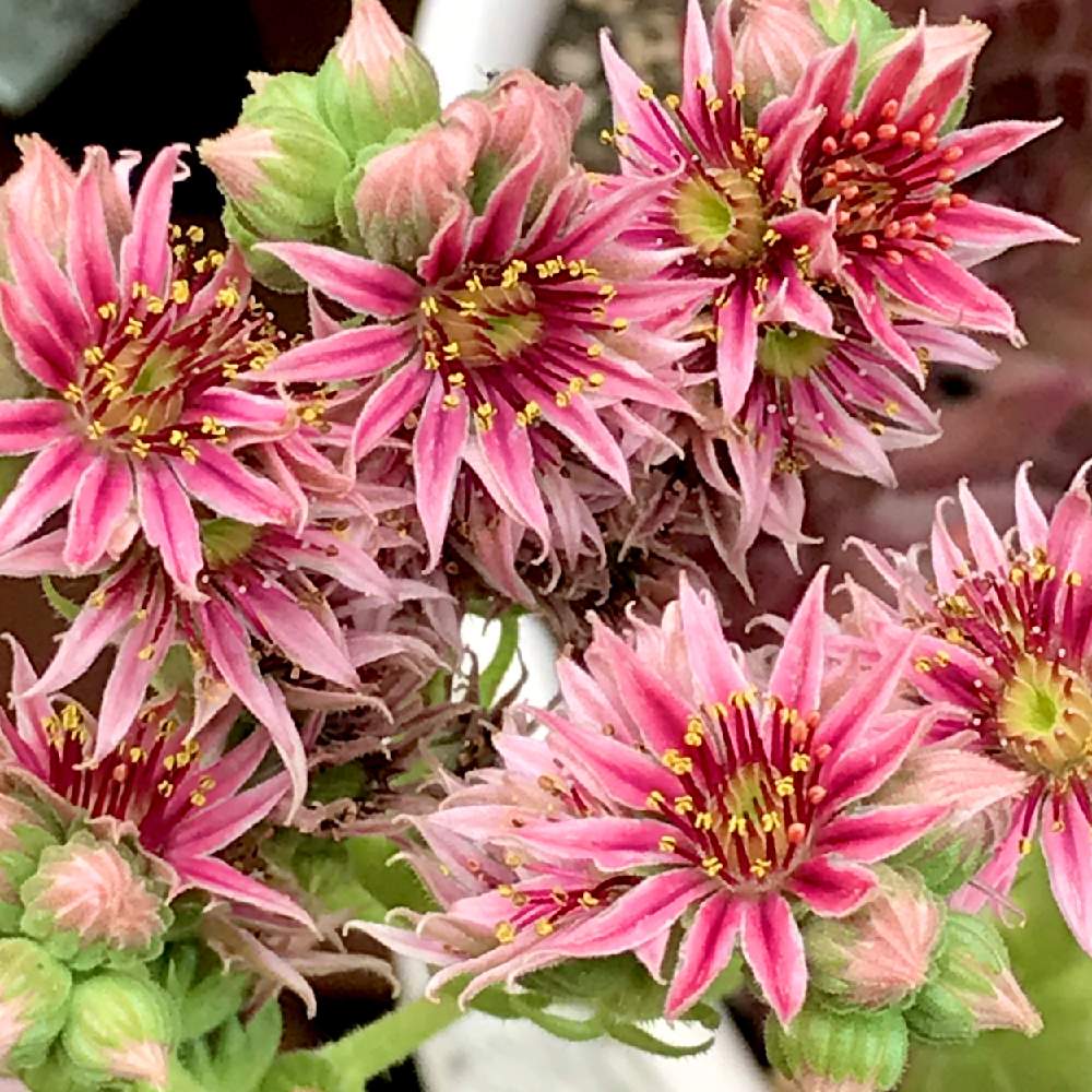 センペルビウムの投稿画像 By ゆみこさんさん 多肉植物とぎゅうぎゅうと花が咲いたとピンクの花とかわいいな とiphone撮影 月7月18日 Greensnap グリーンスナップ