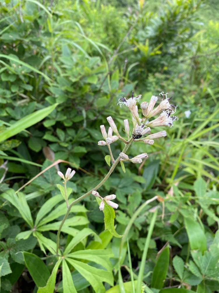 シンニュウザンヤブレガサって名前がついたら素敵 の投稿画像 By のんたんさん 山野草とハイキング 登山と広島と安芸太田が大好きと名前のついてない新種 月7月18日 Greensnap グリーンスナップ