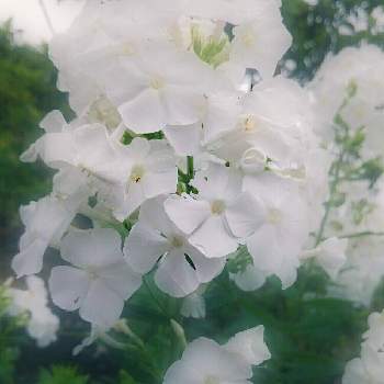 悲しみの白い花の投稿画像一覧 Greensnap グリーンスナップ 悲しみの白い花の投稿画像一覧 Greensnap グリーンスナップ