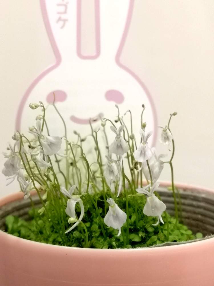 ウサギゴケの投稿画像 By Yuki さん 開花と食虫植物とグリーン初心者と癒しと食虫植物 ウサギゴケと新メンバーと植中毒と緑のある暮らしと楽しみとgreenとかわいいとインテリアグリーン 月7月18日 Greensnap グリーンスナップ