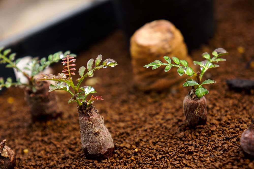 最高の オペルクリカリアパキプス 根ざし株 プラ鉢ごと発送 塊根植物