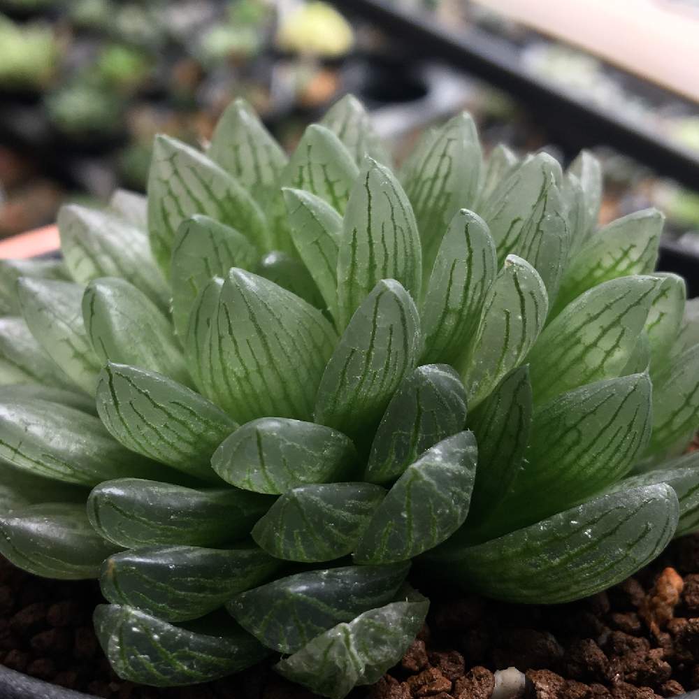 ハオルチア シンビフォルミス グラキリデリネアータの投稿画像 By Kine Crystalplantsさん 多肉植物と原種とハオルチア属とハオルシア属 とクリスタルプランツ 月7月18日 Greensnap グリーンスナップ ハオルチア シンビフォルミス グラキリデリネアータの投稿画像 By Kine Crystalplantsさん 多肉植物と原種とハオルチア属とハオルシア属 とクリスタルプランツ 月7月18日 Greensnap グリーンスナップ