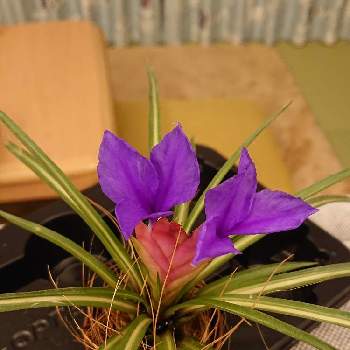 ハナアナナスの投稿画像一覧 Greensnap グリーンスナップ