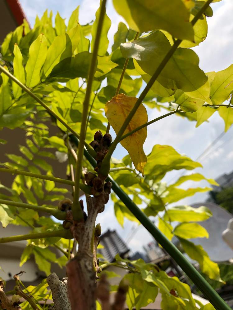 一才藤の投稿画像 By 犬の名前はチェリーさん 花芽と一才藤 鉢植えと 一才藤 月7月18日 Greensnap グリーンスナップ