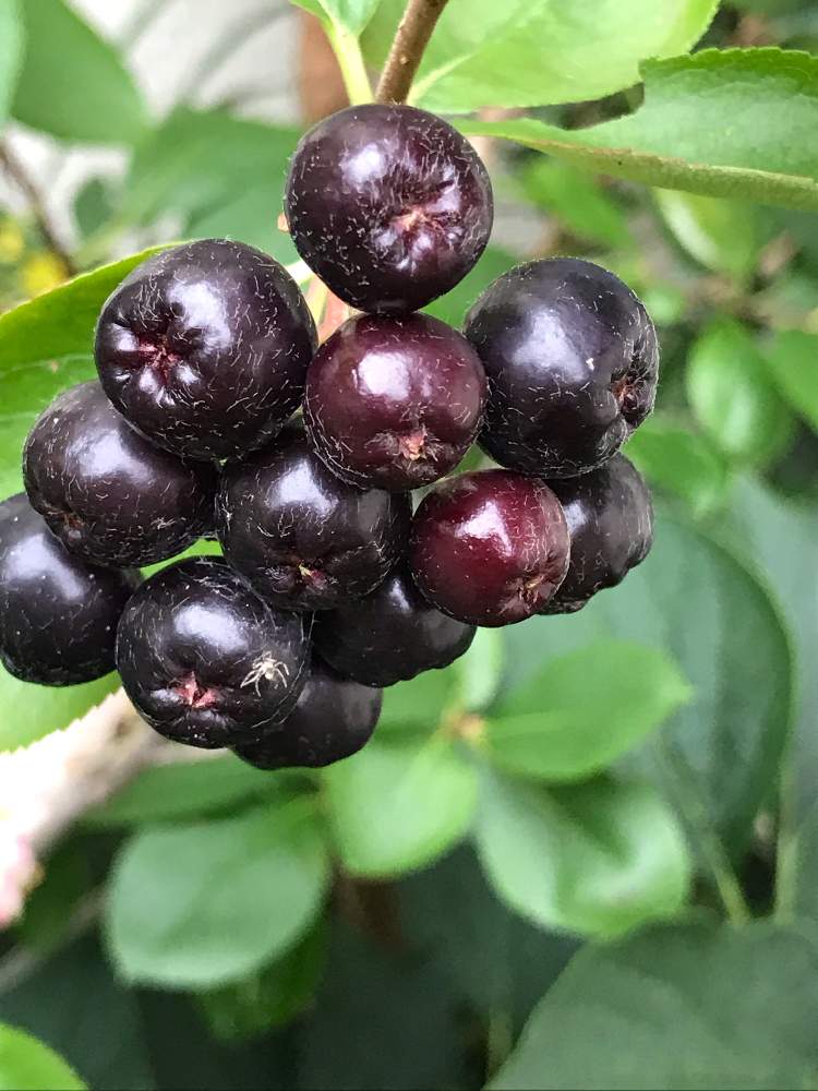 ベイリーズホットチョコレートのレシピ