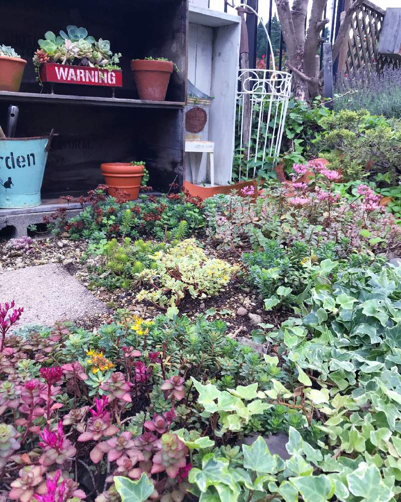 セダムの投稿画像 By まころんさん 多肉植物 寄せ植えと岩手県と色々とりんご箱と週末ガーデナーと地植えセダムと今朝の庭 と手づくりの庭と寒冷地と手作りの暮らしと記録用と勤労婦人 月7月19日 Greensnap グリーンスナップ