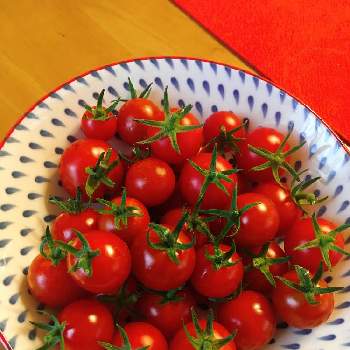 雨続きの投稿画像一覧 Greensnap グリーンスナップ