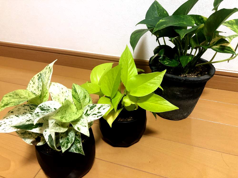 ポトスライムの投稿画像 By ゆの丸さん ゴールデンポトスとポトスと観葉植物と ポトス 月7月19日 Greensnap グリーンスナップ