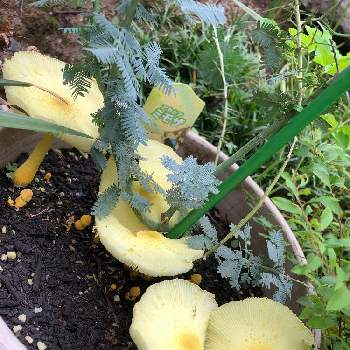 幸せの黄色いキノコ の投稿画像一覧 Greensnap グリーンスナップ