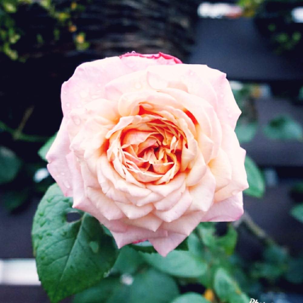 小さな庭の画像 by Mr.Stoneさん | 小さな庭と薔薇 コルデスジュビリーと四季咲きとフェンスのバラと2番花