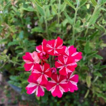 バーベナの投稿画像一覧 Greensnap グリーンスナップ