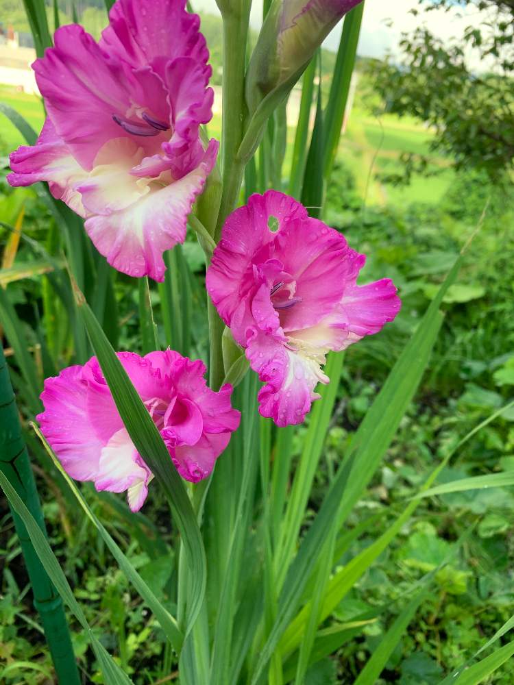 グラジオラスの投稿画像 By よしひさん 花壇とピンクとおうち園芸 月7月19日 Greensnap グリーンスナップ グラジオラスの投稿画像 By よしひさん 花壇とピンクとおうち園芸 月7月19日 Greensnap グリーンスナップ