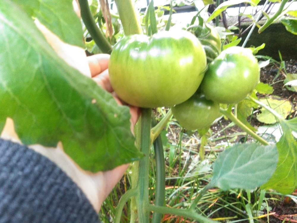 スーパーのミニトマトの種からの栽培記録 ５ 7月21日 火 追記 Greensnap グリーンスナップ