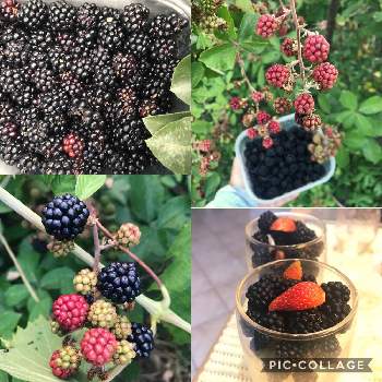 トゲ無しブラックベリーの投稿画像一覧 Greensnap グリーンスナップ