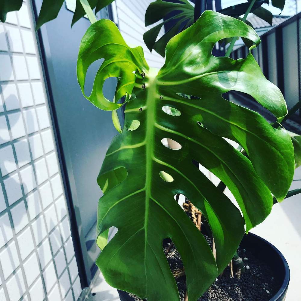 モンステラの投稿画像 By 初心者さん 多肉植物と初心者ですと多肉男子と観葉植物と植物男子とグリーンのある暮らしと植物だいすきと直射日光とおうち園芸と植中毒と日光浴 月7月19日 Greensnap グリーンスナップ