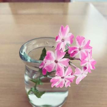 バーベナの投稿画像一覧 Greensnap グリーンスナップ