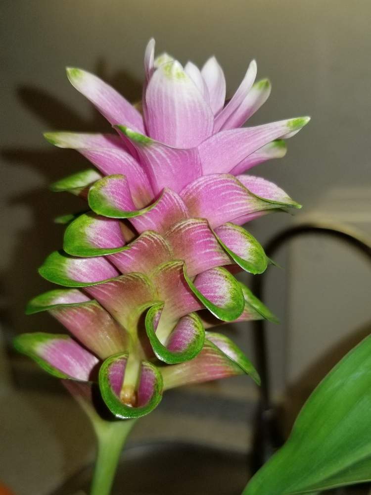 クルクマ ウコン の投稿画像 By ちゃこさん 月7月19日 Greensnap グリーンスナップ