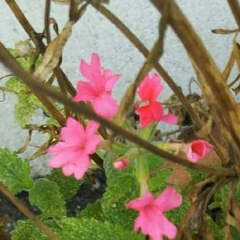 バーベナの投稿画像一覧 Greensnap グリーンスナップ