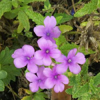 バーベナの投稿画像一覧 Greensnap グリーンスナップ