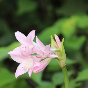 ホンアマリリスの投稿画像一覧 Greensnap グリーンスナップ