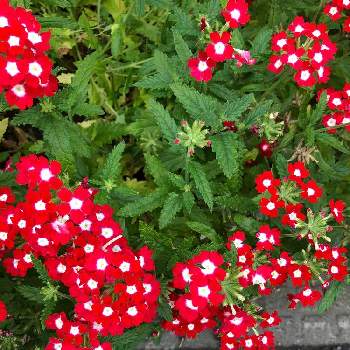 バーベナの投稿画像一覧 Greensnap グリーンスナップ