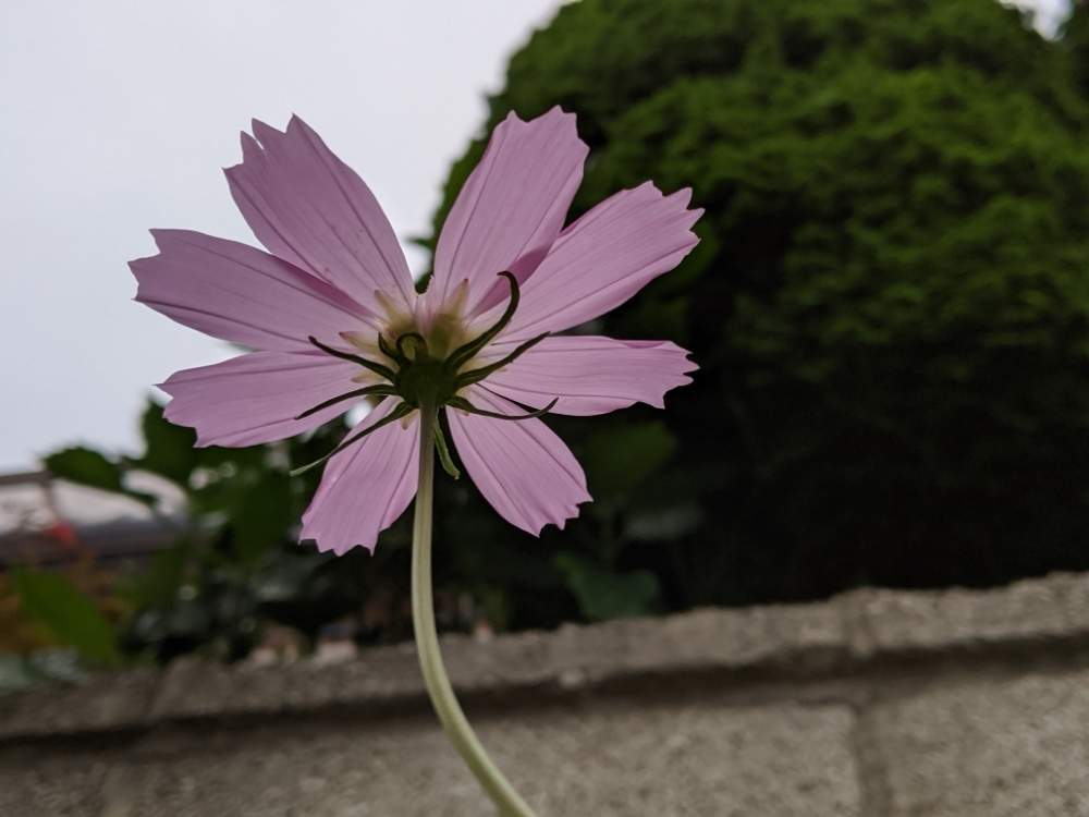 小さな庭の投稿画像 By フクさん 月7月19日 Greensnap グリーンスナップ