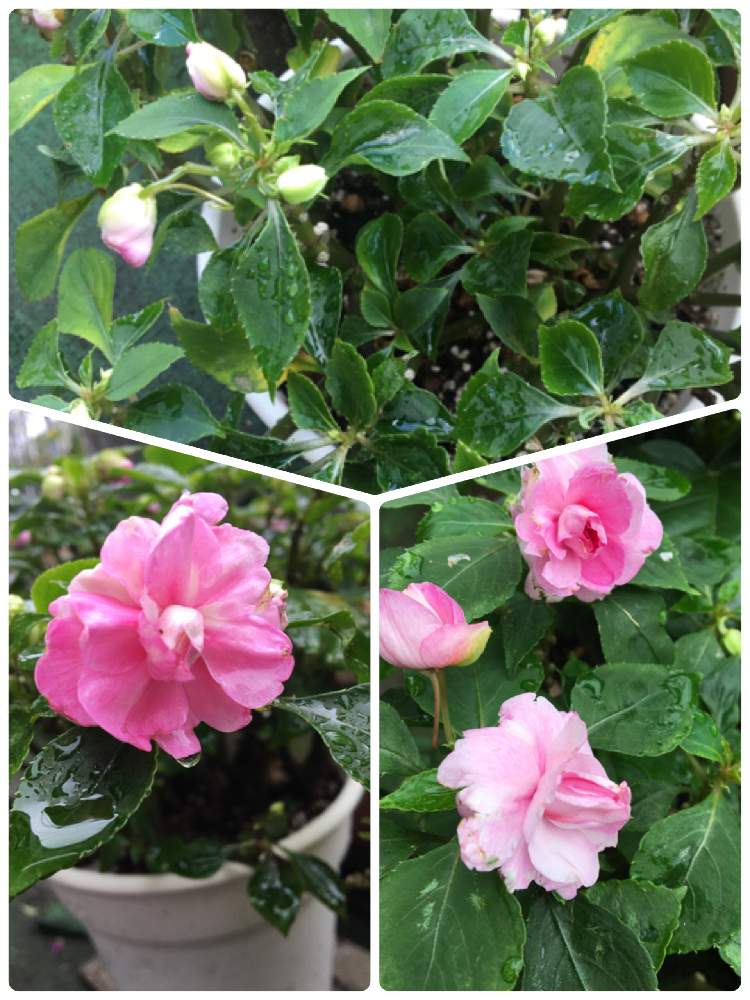 フィエスタグランデの投稿画像 By ぷぷママさん バラ咲きインパチェンスとカリフォルニアローズ フィエスタ グランデとバラ咲きインパチェンス カルフォルニアローズ フィエスタ グランデ ローズと花は癒し ๑ ᴗ とホームセンターで見つけたと新入りさんと ღ フィエスタグランデの投稿画像 By ぷぷママさん バラ咲きインパチェンスとカリフォルニアローズ フィエスタ グランデとバラ咲きインパチェンス カルフォルニアローズ フィエスタ グランデ ローズと花は癒し ๑ ᴗ とホームセンターで見つけたと新入りさんと ღ