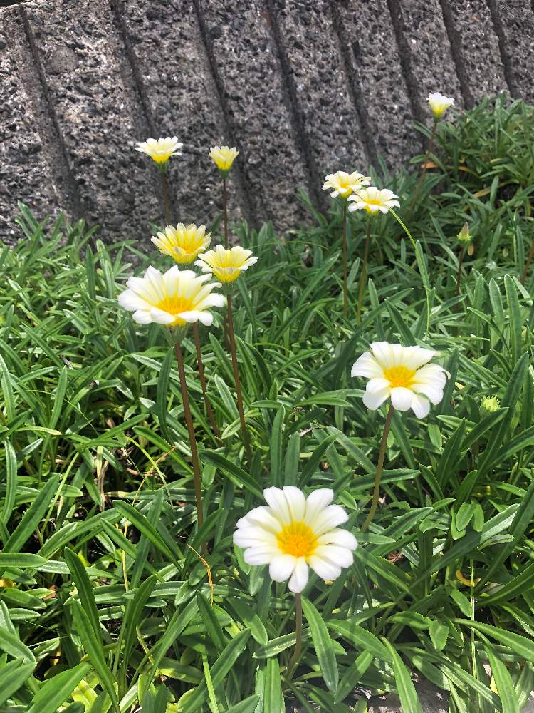 ガザニアの投稿画像 By フラマハロ さん 月7月19日 Greensnap グリーンスナップ