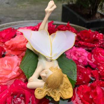 薔薇の妖精の投稿画像一覧 Greensnap グリーンスナップ