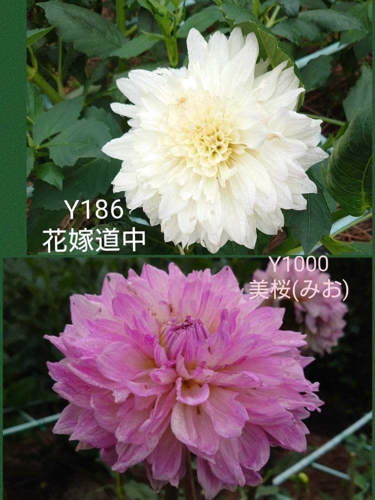 ダリア 町田ダリア園 7 9 2 Greensnap グリーンスナップ