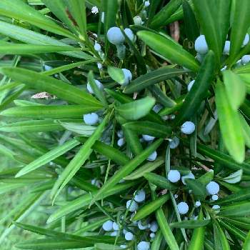 マキの投稿画像一覧 Greensnap グリーンスナップ