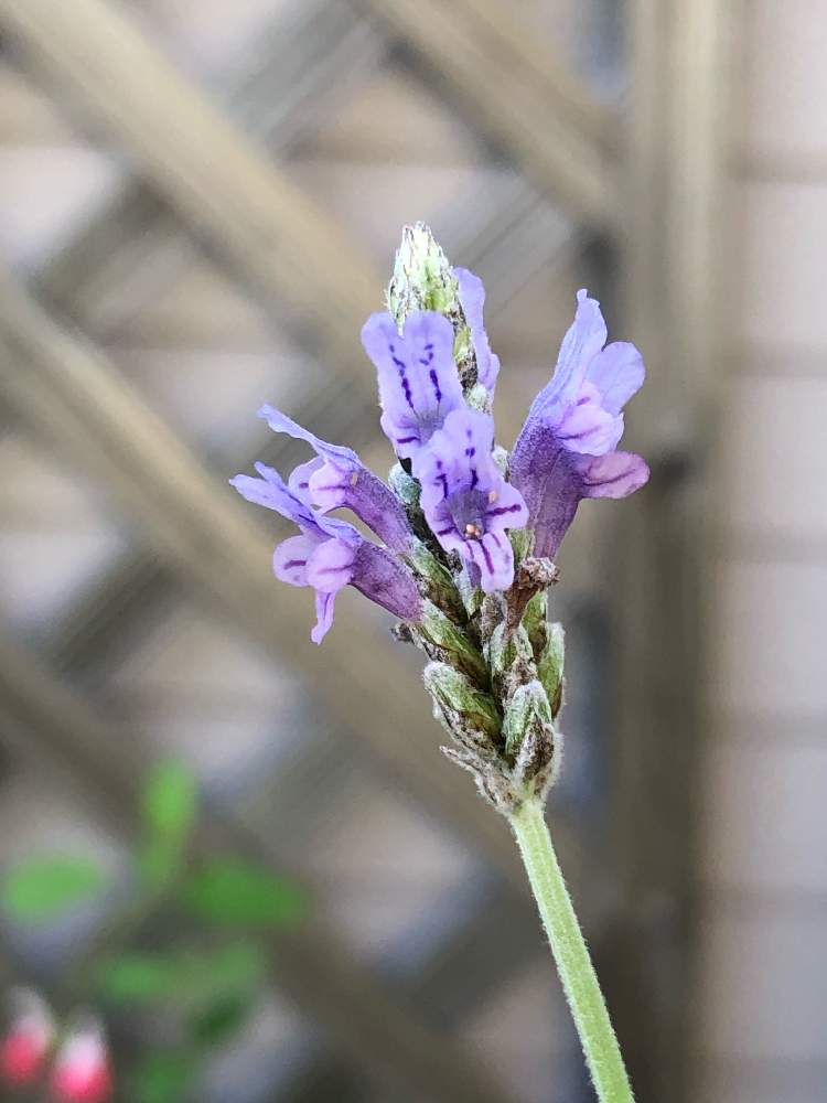 ラベンダーの投稿画像 By Heathさん レースラベンダーとムラサキの花とシソ科とハーブと鉢植えと成長記録 月7月19日 Greensnap グリーンスナップ