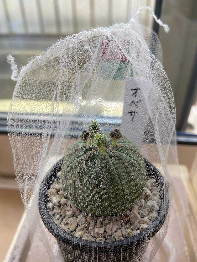私のオベサちゃん🌵実生記録📖（12.30更新）｜🍀GreenSnap（グリーン