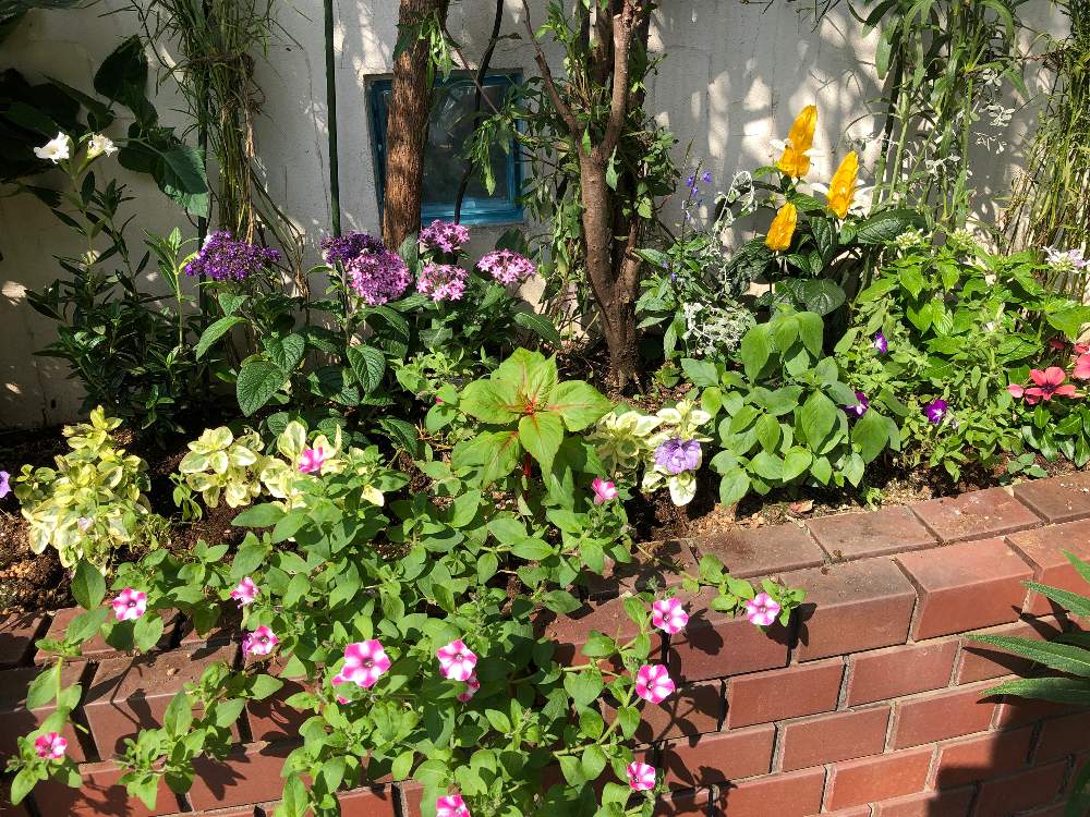 ニチニチソウの投稿画像 By 値引品大好きおじさんさん パキスタキス ルテアとペチュニアとミムラスとヘリオトロープと特売品と花壇とおうち園芸と値下げ品とこぼれ種とこぼれダネと特売品と花壇とおうち園芸と値下げ品とこぼれ種とこぼれダネ 月7月19日