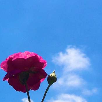 ドリュの画像 by Oasisさん | 小さな庭とばら バラ 薔薇と7月とにわとおうち園芸とドリュと手づくりの庭とガーデニングとお庭とばら 薔薇 バラとバラ・ミニバラとバラを楽しむ