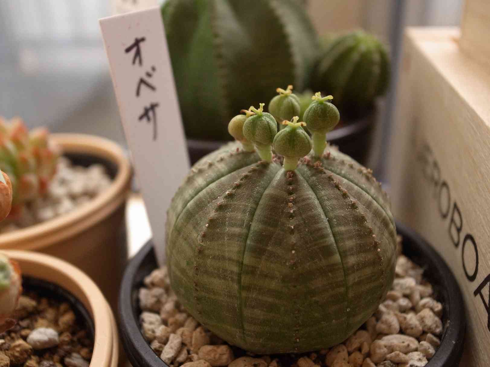 私のオベサちゃん🌵実生記録📖（12.30更新）｜🍀GreenSnap（グリーン