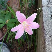 ゼフィランサスの画像