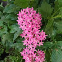 ペンタスの画像