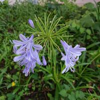 アガパンサスの画像