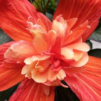 ハイビスカス,ハイビスカス マダムペレ,ハイビスカス　マダム・ペレ,Hibiscus Madam Pele,Hibiscus Madam Peleの画像