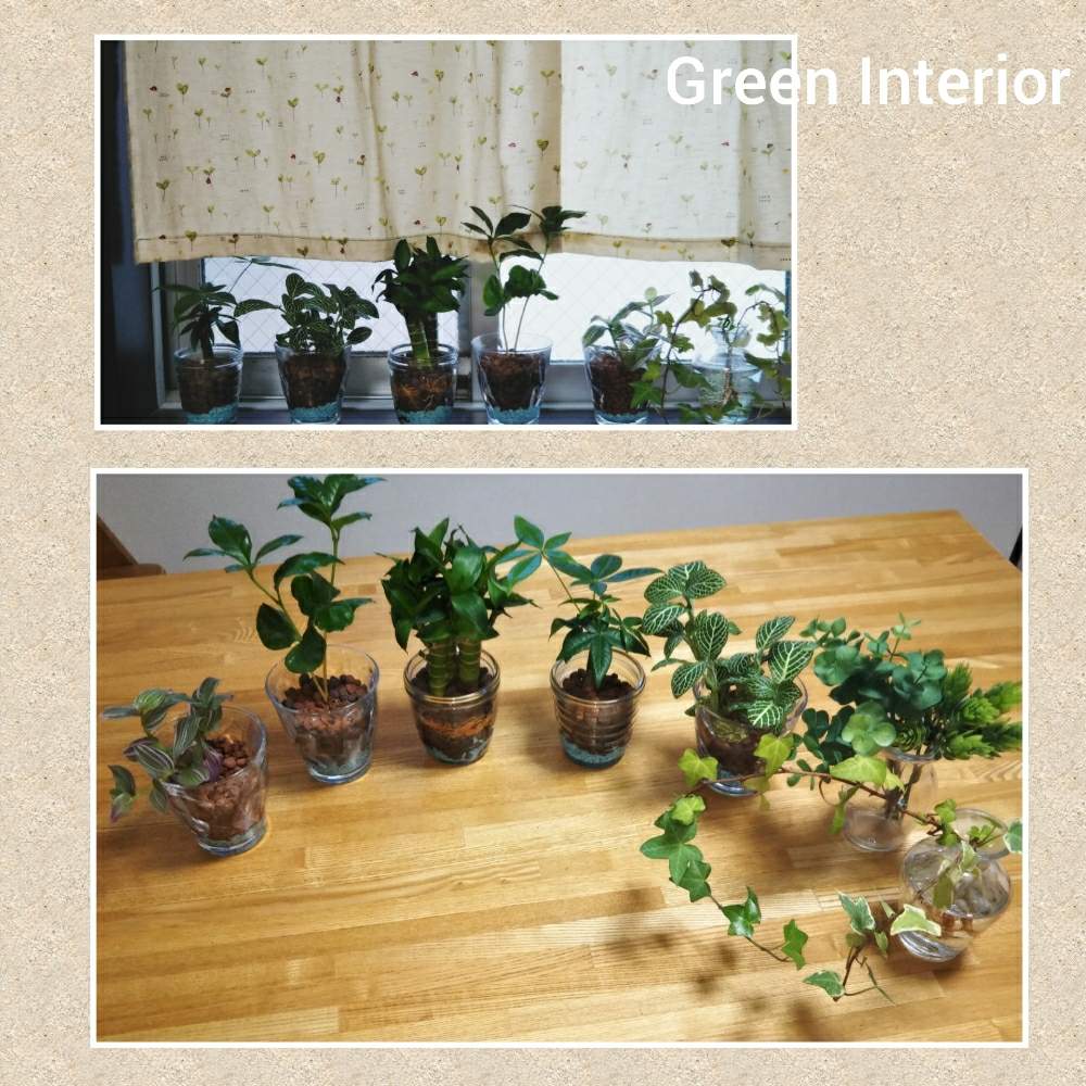 ボタニカルの投稿画像 By Smatsさん ハイドロカルチャーと造花とグリーンネックレス とインテリアグリーンとグリーン 月7月19日 Greensnap グリーンスナップ