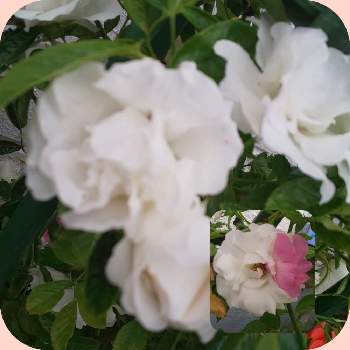 薔薇　サマースノーの画像 by Mintさん | 小さな庭と薔薇　サマースノーとおうち園芸とPWフォトコン2020