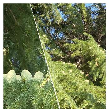 シダーローズ ヒマラヤスギの実の画像 by イリヤさん | お出かけ先とヒマラヤ杉とおおきな木と散歩道にてとシダーローズ ヒマラヤスギの実