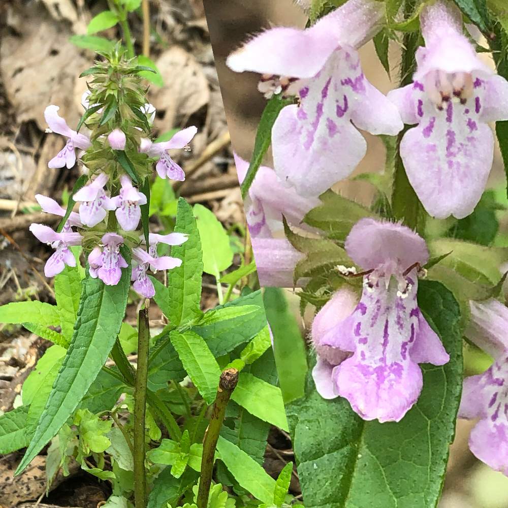 イヌゴマの投稿画像 By ゆいみゅうさん シソ科イヌゴマ属と淡紅色と山野草と自然の森 散策と多年草 月7月19日 Greensnap グリーンスナップ