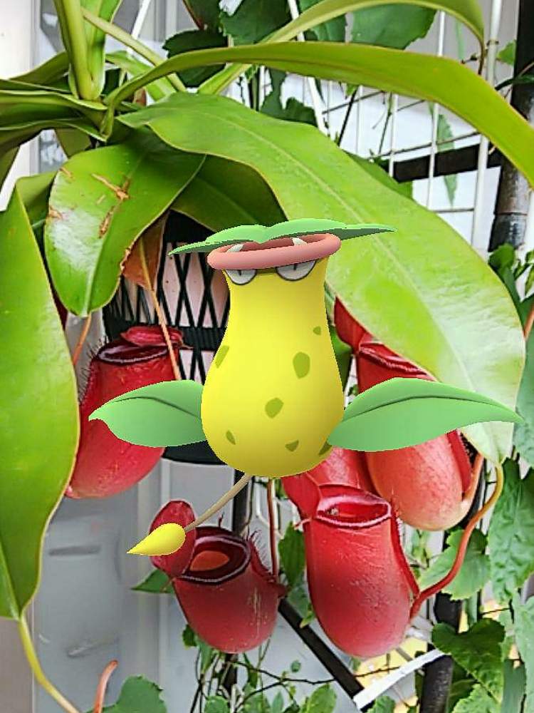 ウツボカズラの投稿画像 By Natsumenobabaさん バルコニー ベランダと食虫植物とおうち園芸と食虫植物とおうち園芸 月7月19日 Greensnap グリーンスナップ Greensnap グリーンスナップ