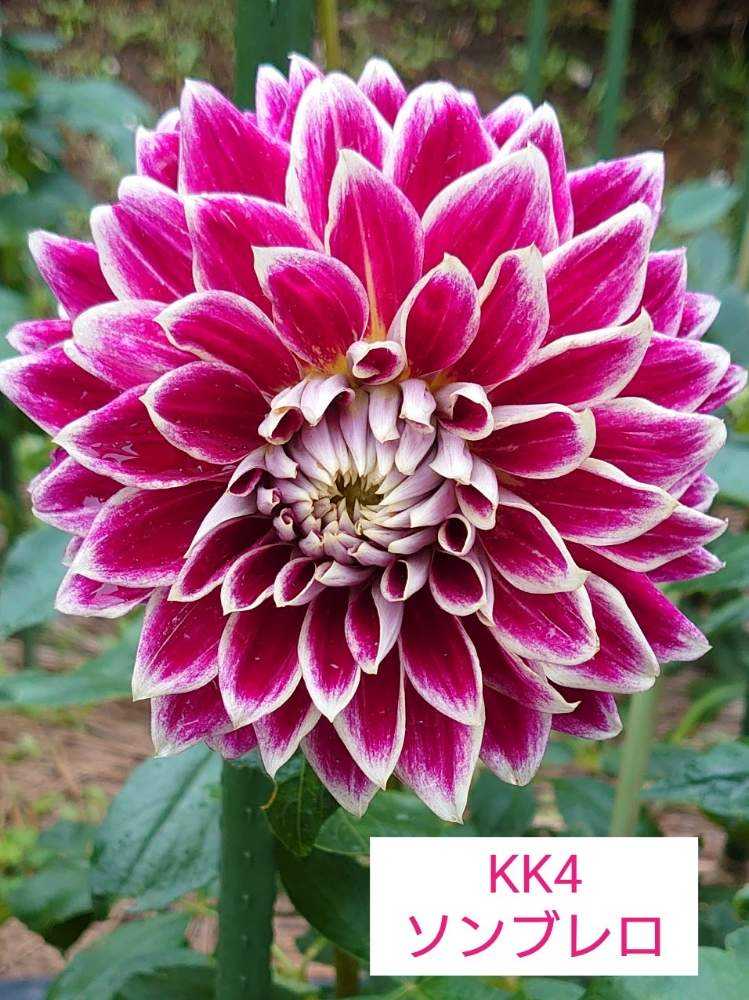 ダリア③町田ダリア園2020/7/9【3】｜🍀GreenSnap（グリーンスナップ）